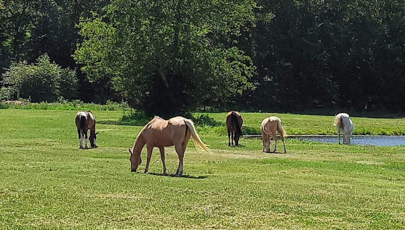 Our First Heavy Rain at the Ranch - Blog Twelve